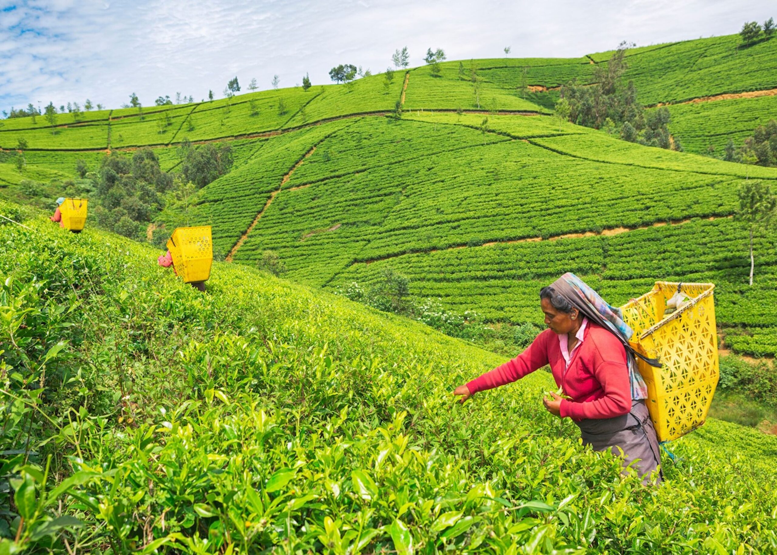 Ella - Nuwara Eliya